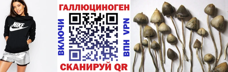 Галлюциногенные грибы Psilocybine cubensis  даркнет сайт  Красногорск 